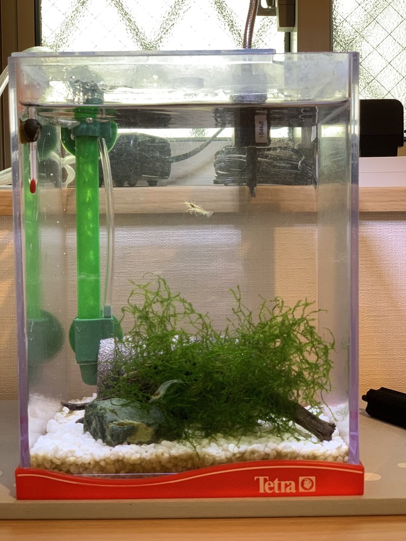 エビちゃん水槽リフォーム ちょきんなんばん Note エビちゃん水槽リフォーム ちょきんなんばん Note
