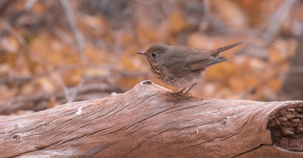 イギリス産のニワトリ│セブライト Sebright chicken｜M_ayumi