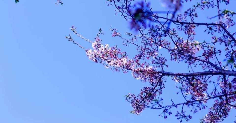 あなたは 前向きな未来を考えられますか はちくぼ とよふみ Note