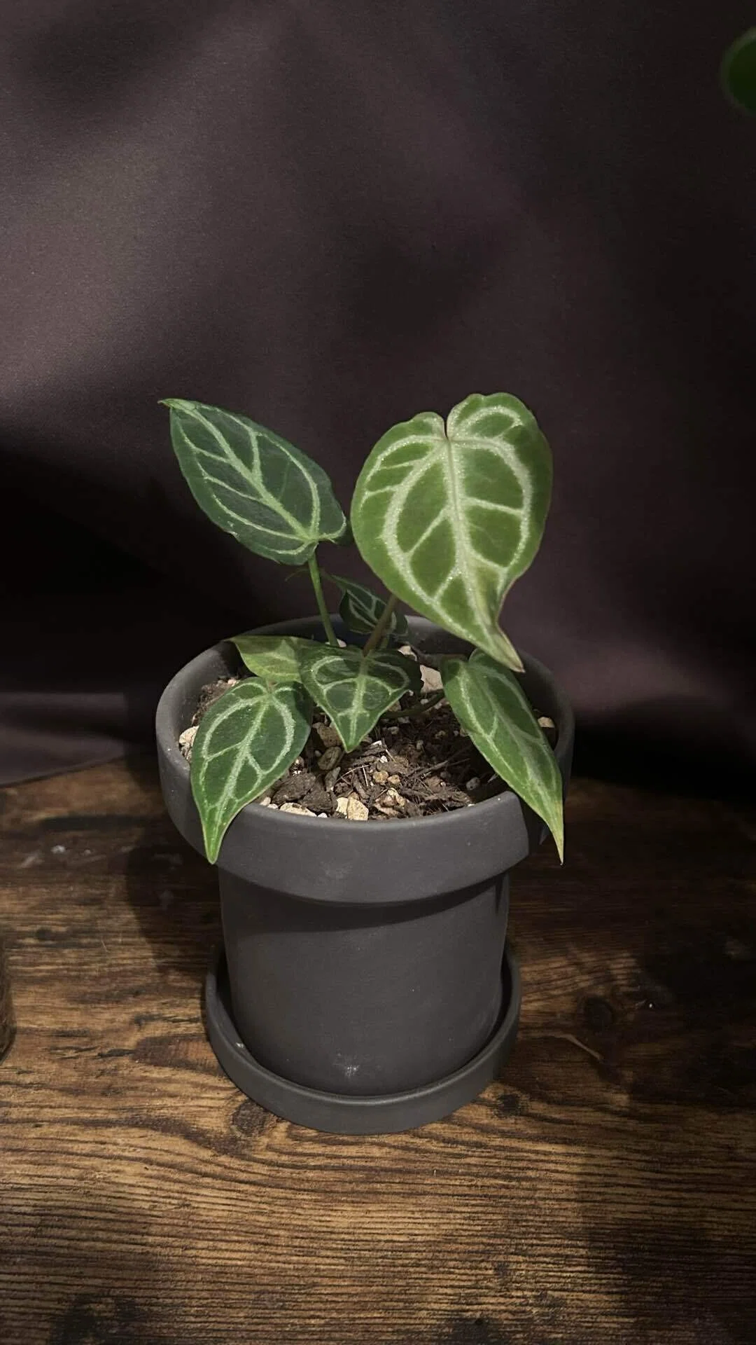 このキラキラ輝く葉っぱ、知ってる？ 🌿｜🌿ロロ|ハッパ男子Plants noter