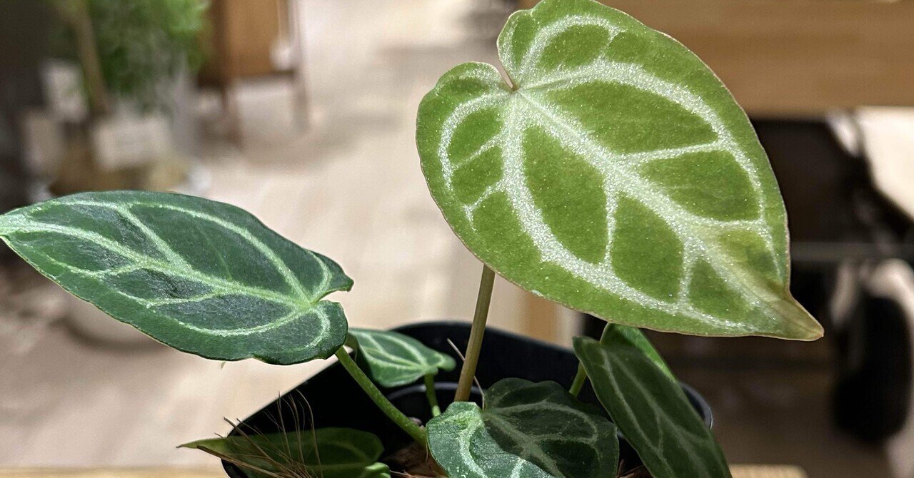 🌱Anthurium carlablackiae について🌱｜acu_s_forest