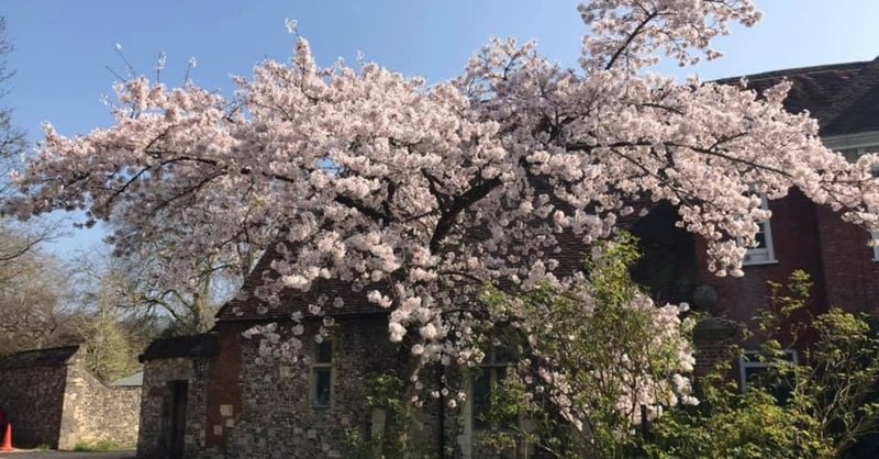 イギリス旅行記　No.5 イギリスの桜がきれいだった件