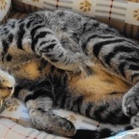 今無料で読める傑作 だいらんど について Notif のーてぃふぁい Note