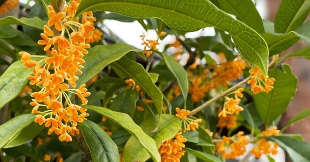 インドネシア カリマンタン島産 香木 6種類 詰め合わせ インドネシア カリマンタン島産 香木 6種類 詰め合わせ インドネシア