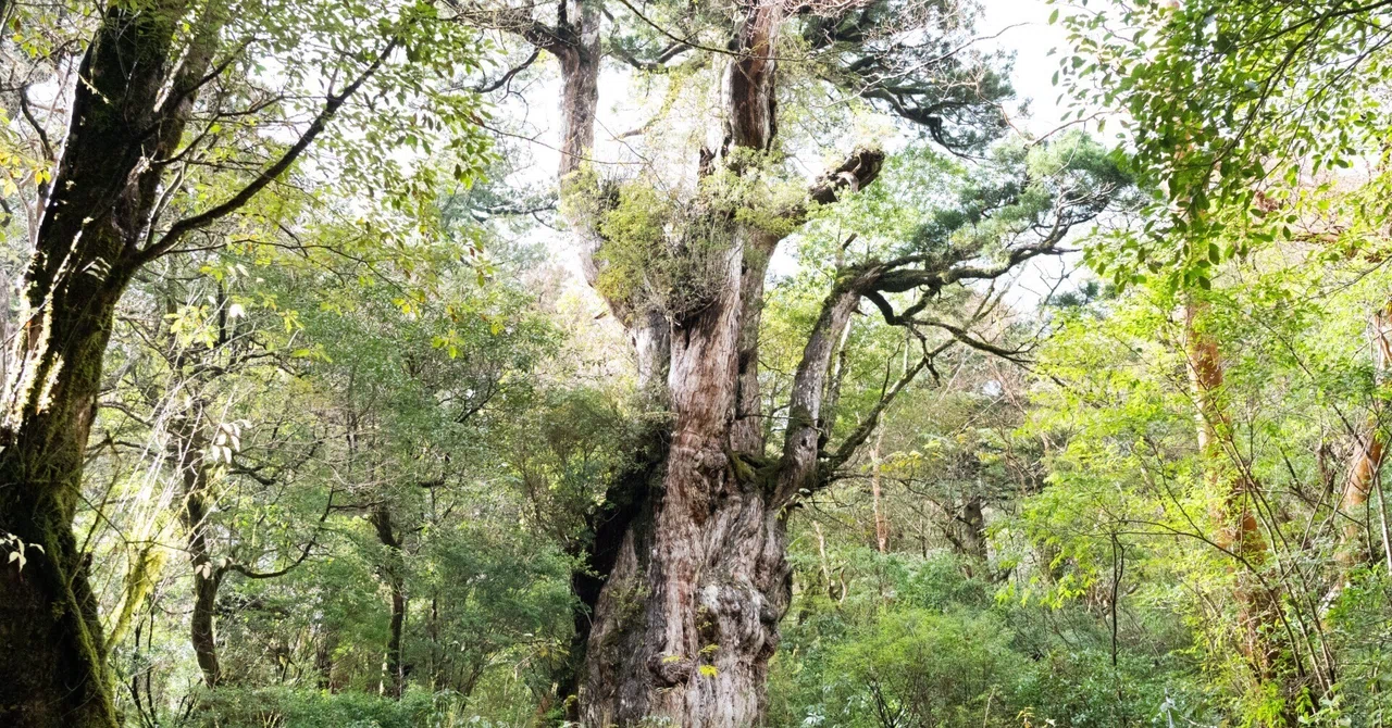 Yakushima - 縄文杉｜Ren