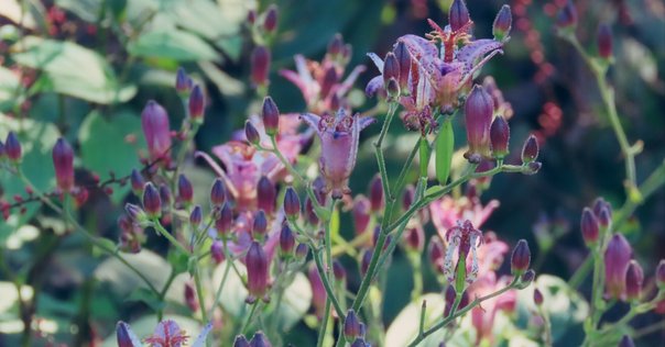 キバナノアツモリソウ（入笠山の花4）｜Cressonboy