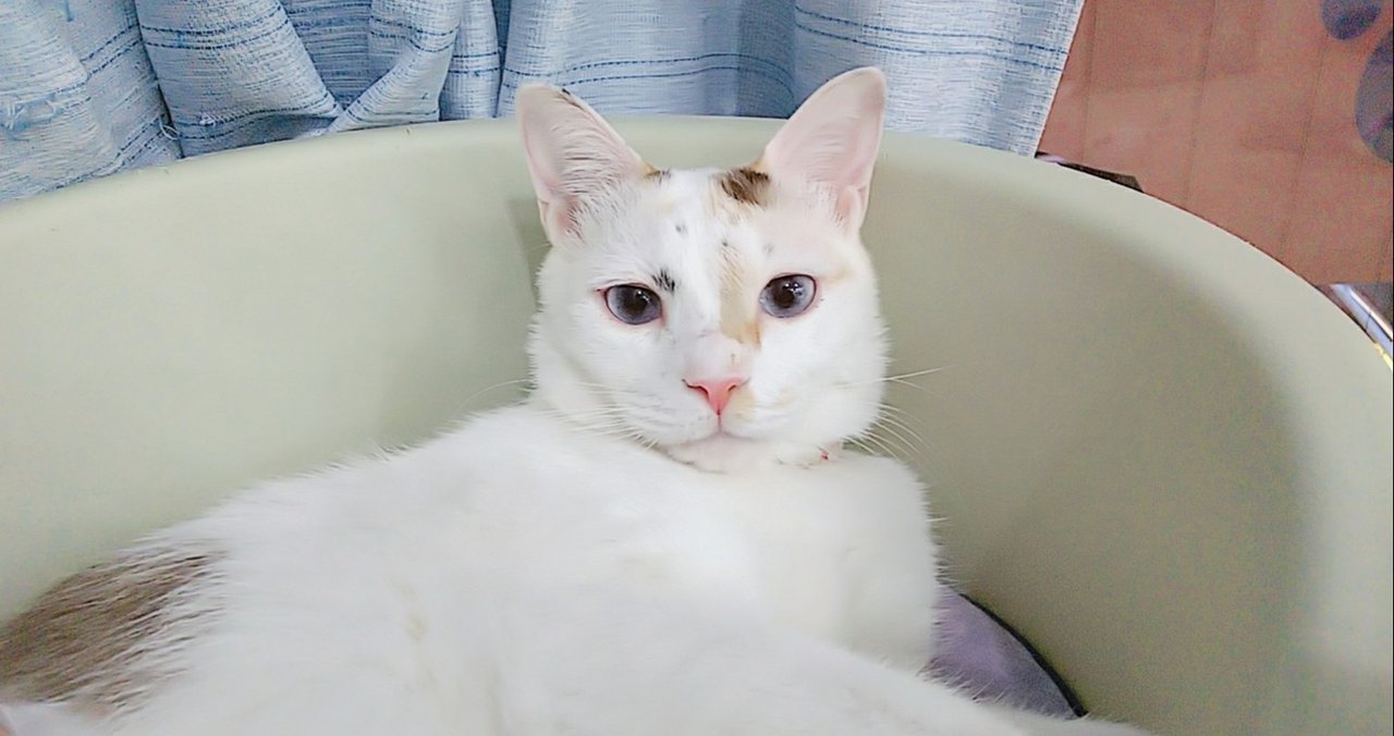 桜木町 かわいいミーちゃん おうちでにゃんくる 譲渡型猫カフェにゃんくる Note