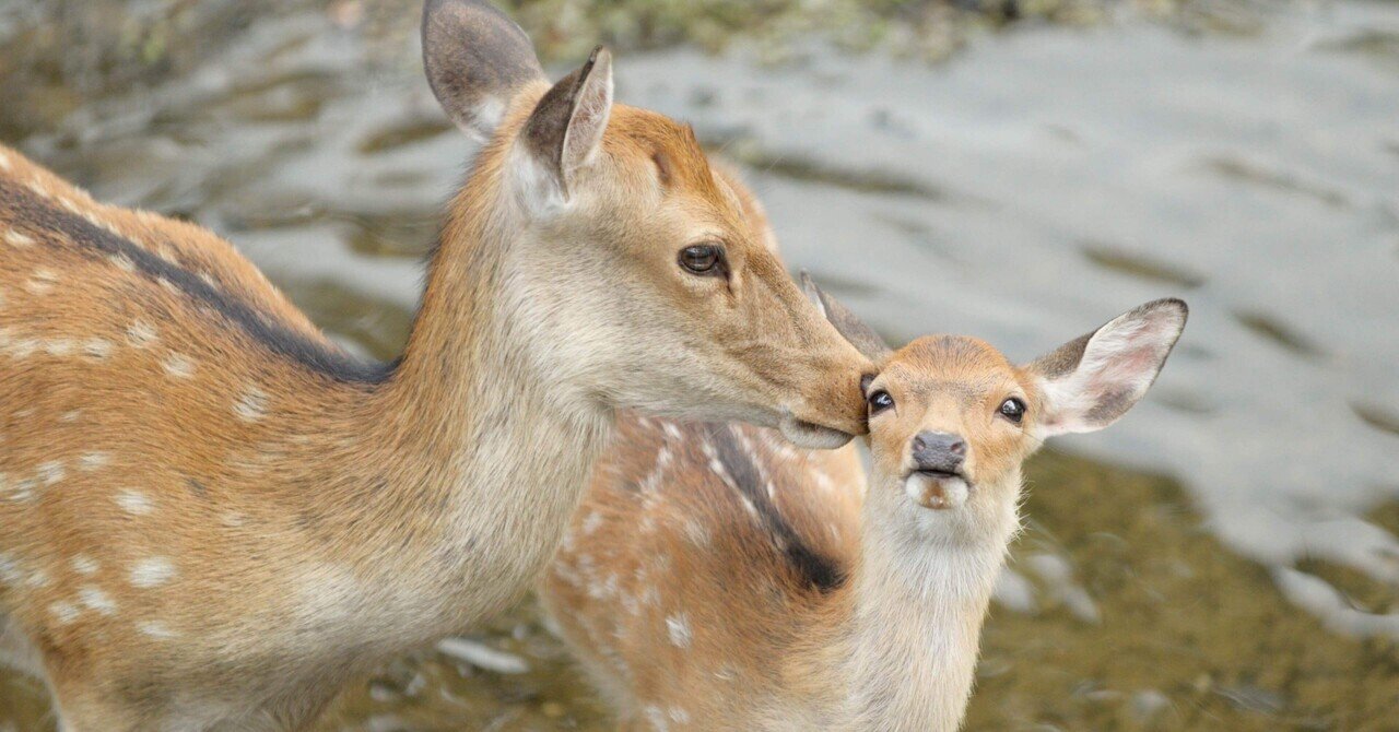クレデンザ1926×78rpmの邂逅 #64～クレメンス・クラウス