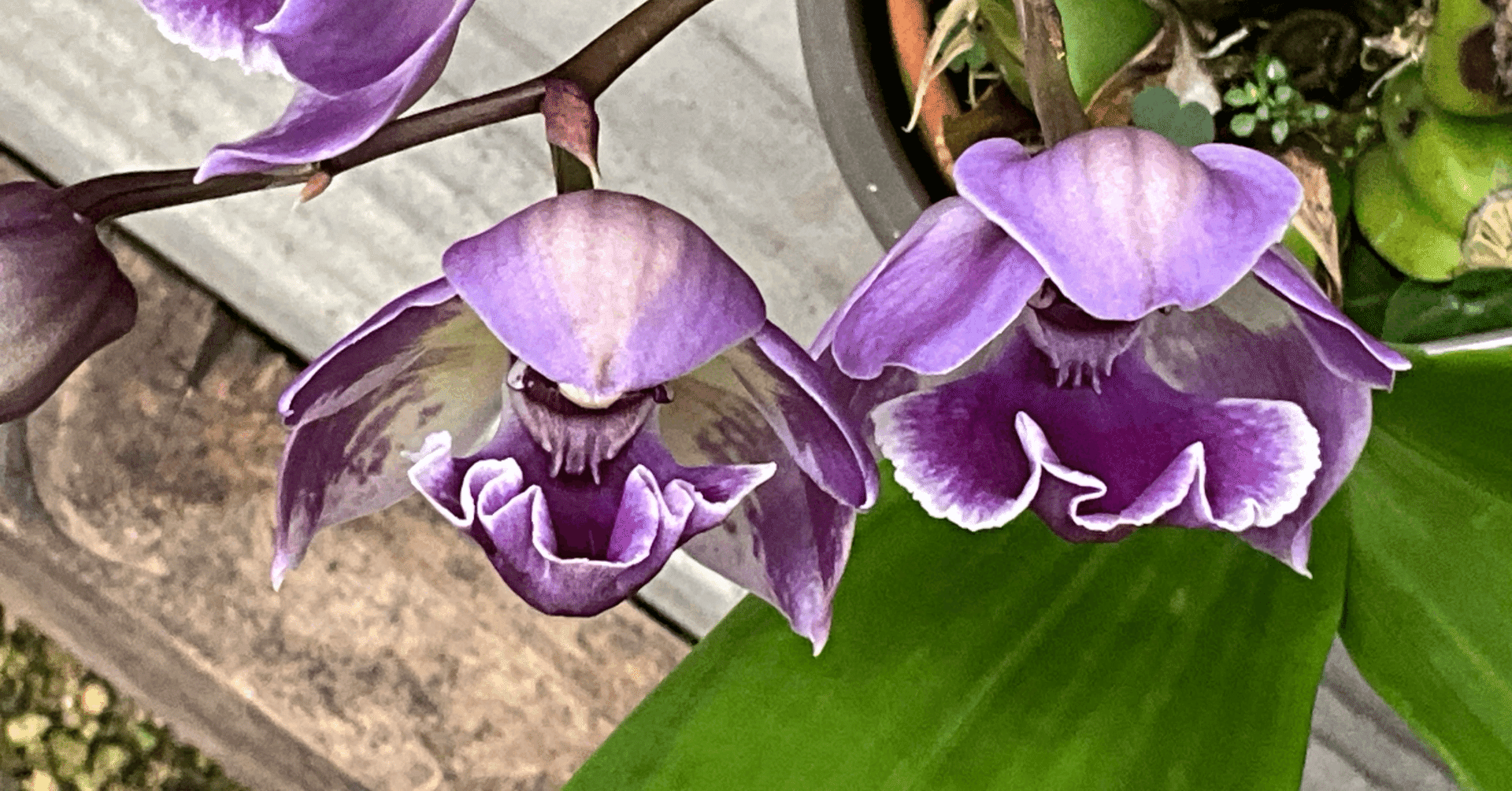 京都府立植物園に咲くランたち：2025年10月20日（月）｜藤井秀昭