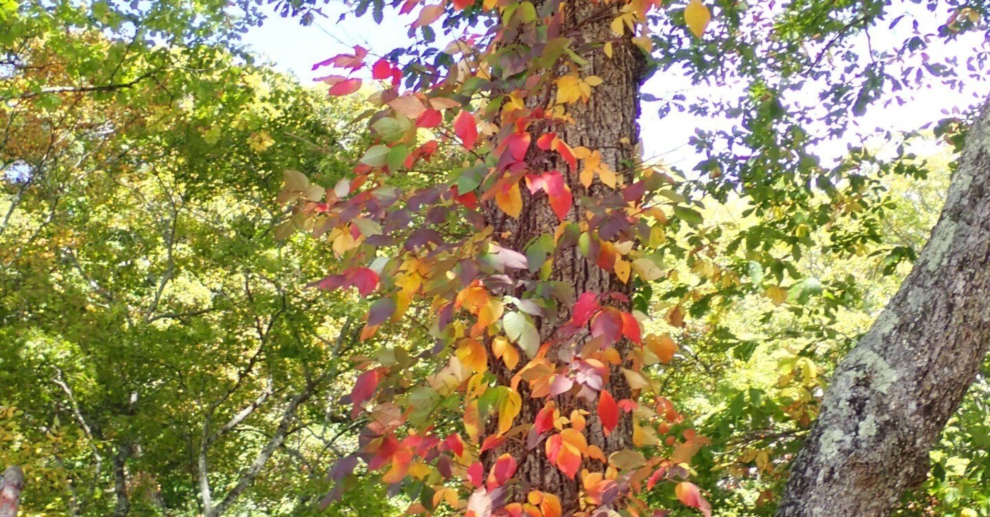 紅葉の始まりは蔦（ツタ）と山葡萄かな？ 奥日光2025年10月17日の紅葉