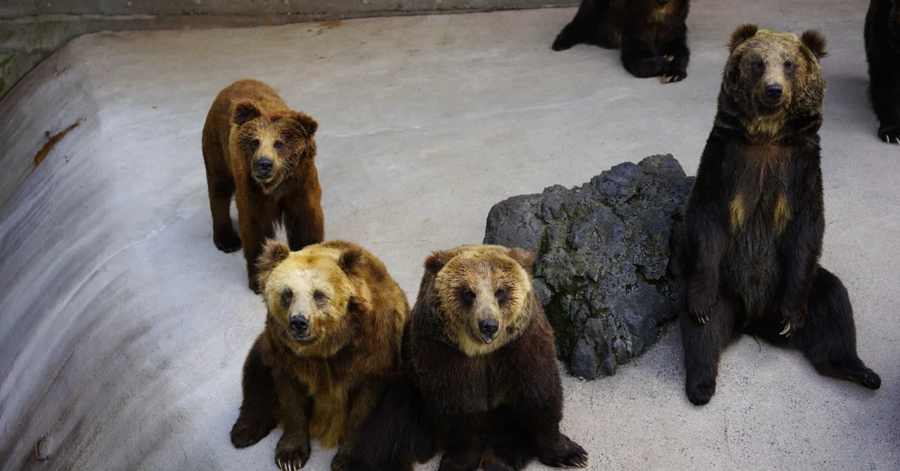 ヒグマとツキノワクマのハイブリッド｜SHADO