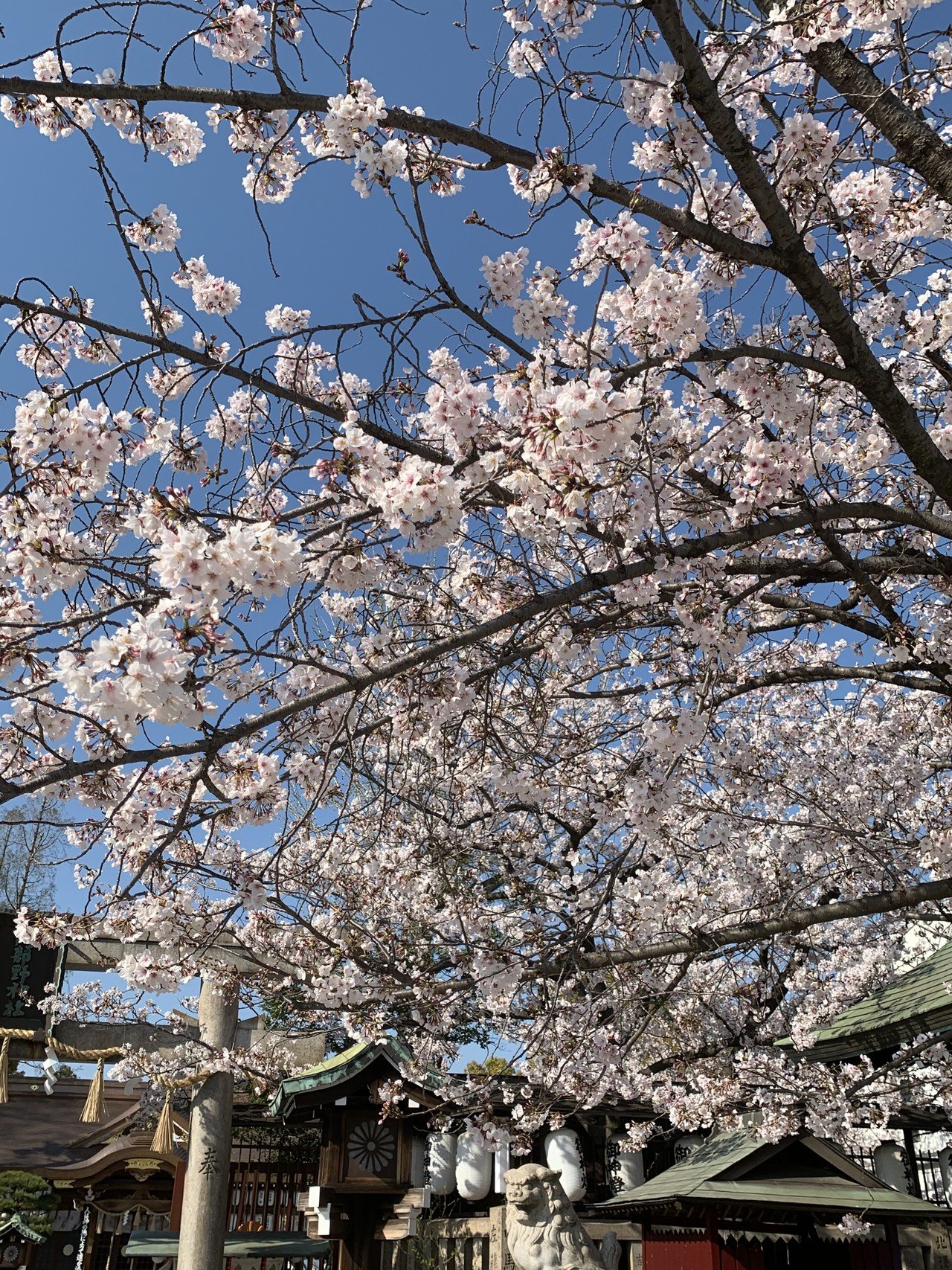その人がいいと思って言ってくれるという事は 反対に誰かがそれは違うと思っている人がいているという言う事 お洒落 と言うものは本当に周りに流されない自分なりのスタイルでいいなかなとちょと考えた 今日も桜が綺 よし Note