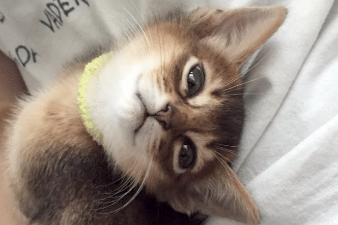 軽くて気にならないので首輪が苦手な猫ちゃんや子猫にもおすすめ 猫 CC M S SS tree trunk おしゃれ かわいい ひもチームB イエロー カラフル シンプル トランク パピー ヒモ ピンク ブラック ブルー ペットグッズ ホワイト 和柄 大きめ 大型 子犬 子猫 柔らかい 白 花柄 ... 軽くて気にならないので首輪が苦手な猫ちゃんや子猫にもおすすめ 猫 CC M S SS tree trunk おしゃれ かわいい ひもチームB イエロー カラフル シンプル トランク パピー ヒモ ピンク ブラック ブルー ペットグッズ ホワイト 和柄 大きめ 大型 子犬 子猫 柔らかい 白 花柄 ...