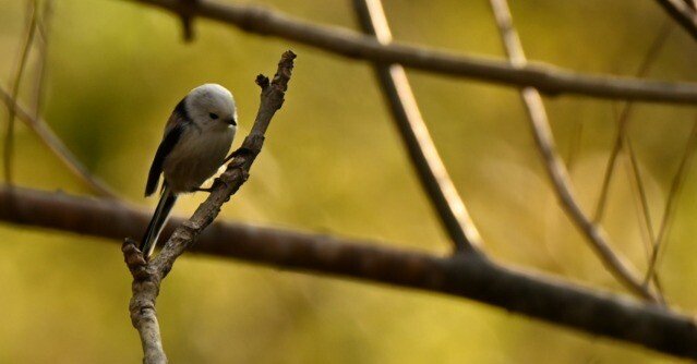 Z5IIで野鳥撮影＃4（シジュウカラ、オオアカゲラ、ツグミ、シマエナガ