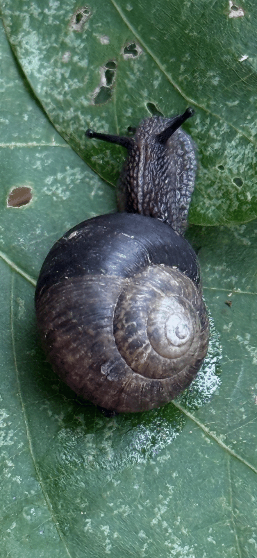 貝標本カタツムリEuhadra grata emurai sp黒色個体レアセット 貝標本カタツムリEuhadra grata emurai sp黒色個体レアセット 黒い