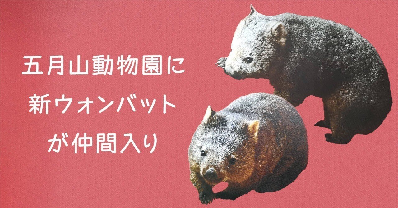五月山動物園に2頭の新しいウォンバットが仲間入り｜うぉんらぶ
