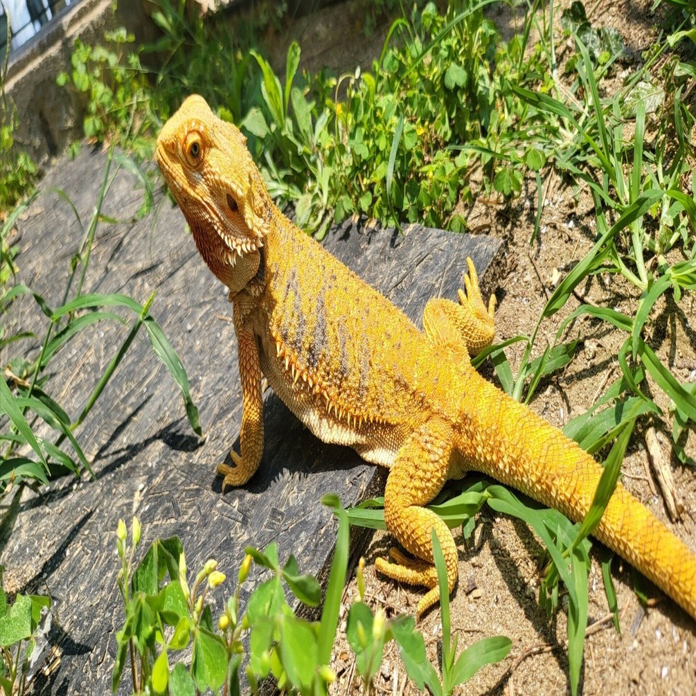 フトアゴヒゲトカゲを繁殖させて分かった事【上級編】｜ミル