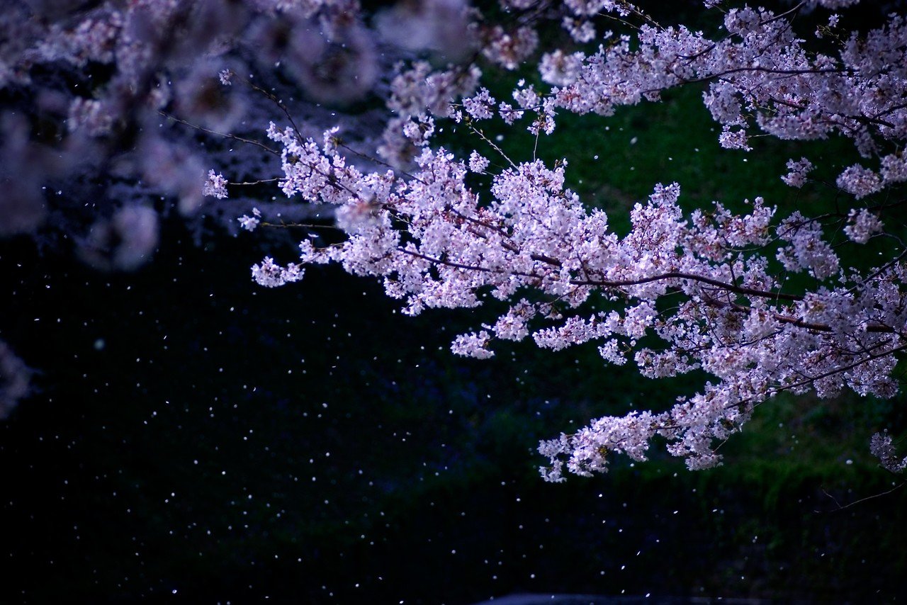 14年前の桜 ノスケ Note 14年前の桜 ノスケ Note