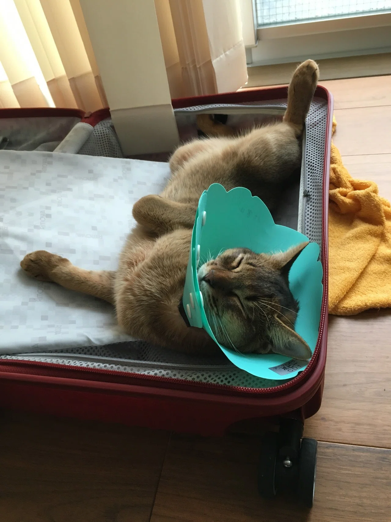 うちの猫様は、首輪が苦手!!」って思っていませんか？Catlogは、苦手