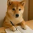 柴犬〃きりゅう〃の副業通信