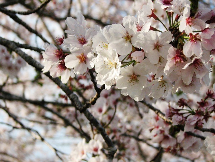 昨日の桜　うまく撮れた＾＾