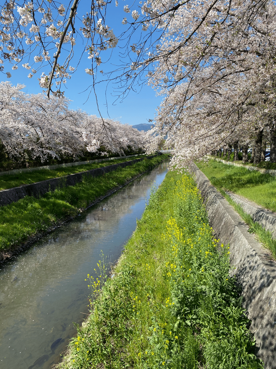 春の小川 まあや Note 春の小川 まあや Note