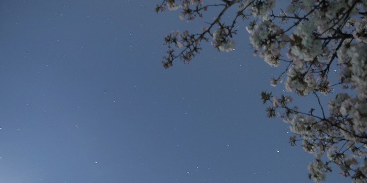ISSの光跡を撮る準備、今宵は ふたご座とカペラと桜を入れたい、まず１枚 ふたご座が ぎりぎり桜から見えている、これは場所を移動だ。19:20