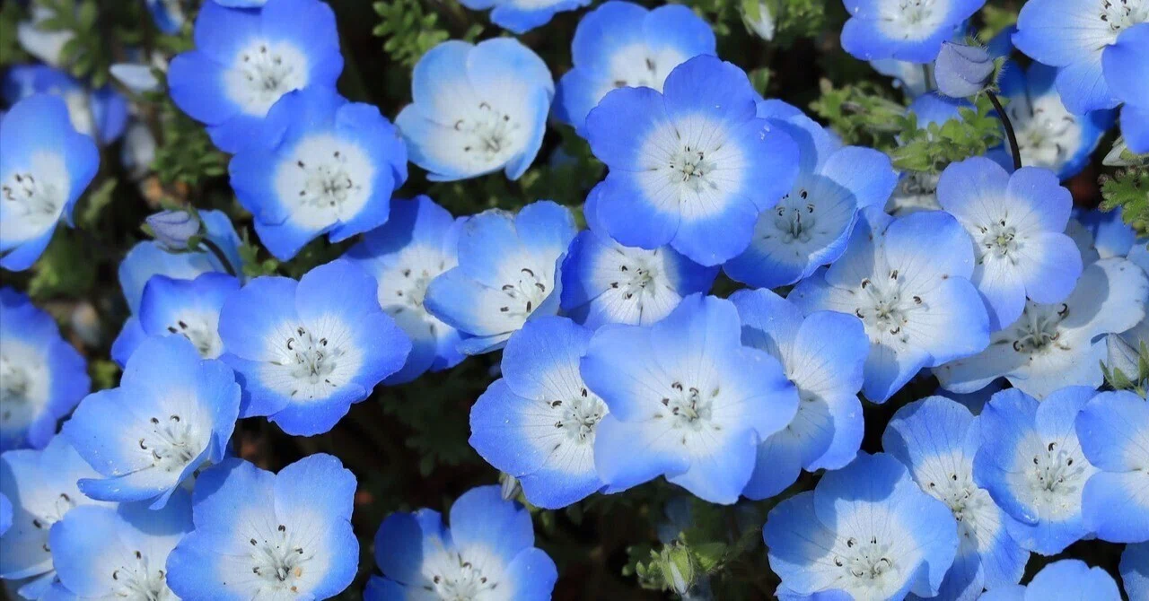 Nemophila | A beautiful blue carpet reflecting the spring sky