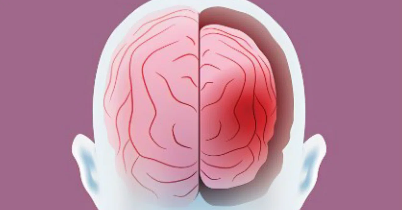 最新｜科学者らが脳の老化の加速を阻止するための重要な時期を特定