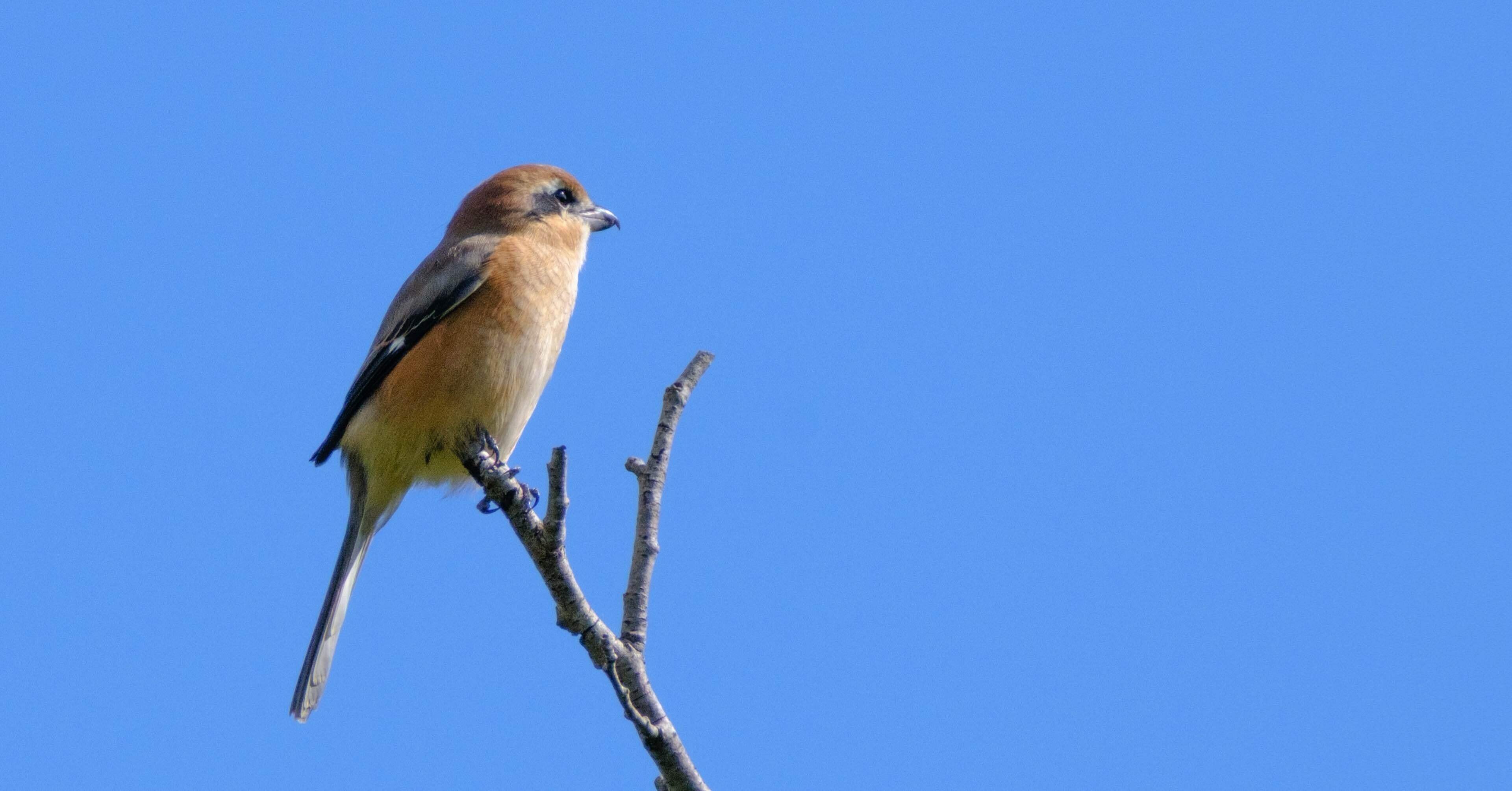 2倍テレコンで野鳥に挑む｜XF 2X TC + XF70-300mm｜cap