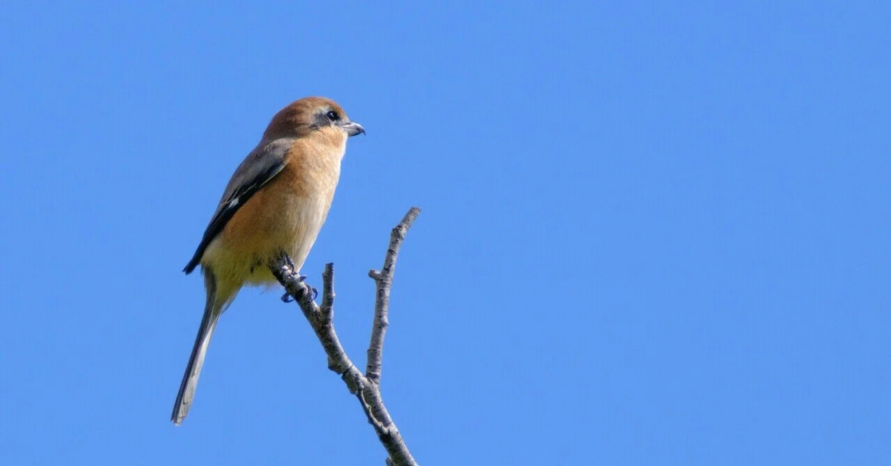 2倍テレコンで野鳥に挑む｜XF 2X TC + XF70-300mm｜cap