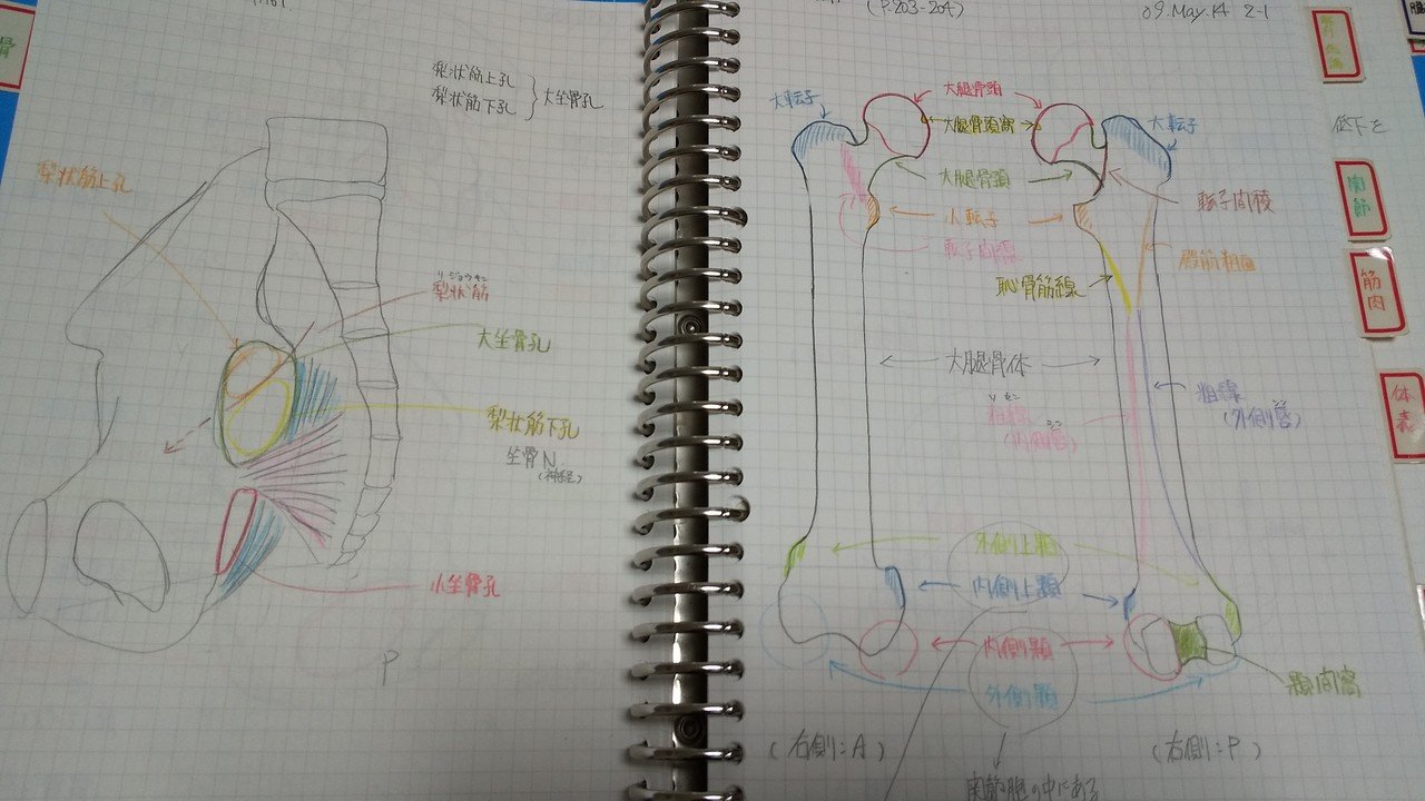 失敗しない勉強方法 骨学 1 Forセラピスト 何でも正直に言っちゃうカイロプラクター Note 失敗しない勉強方法 骨学 1 Forセラピスト 何でも正直に言っちゃうカイロプラクター Note