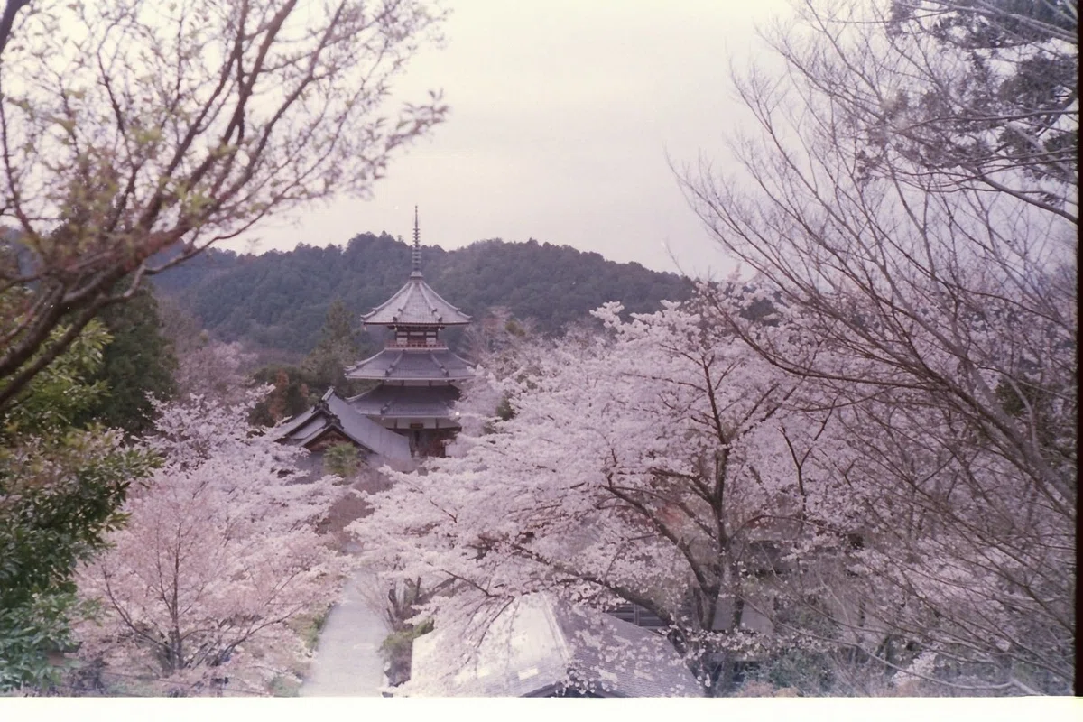 吉野の桜｜フィルム文化を守る会