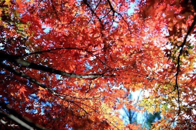 今年の紅葉は暖かい日が続いたのか、色づきにばらつきがありましたね。まるまる赤くなるまで時間がかかった様に思います。