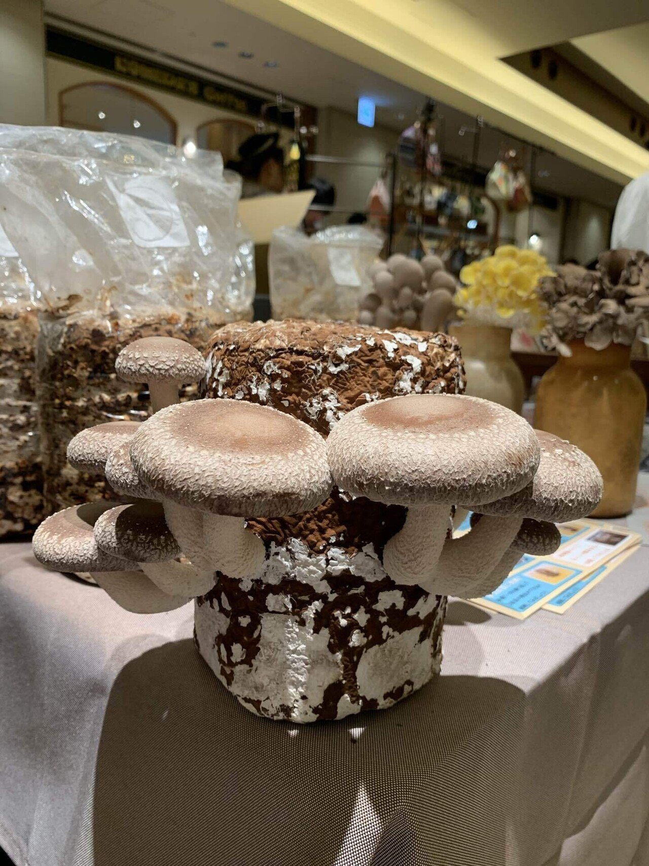 シーズン28 DAY46☔️｜まり蔵