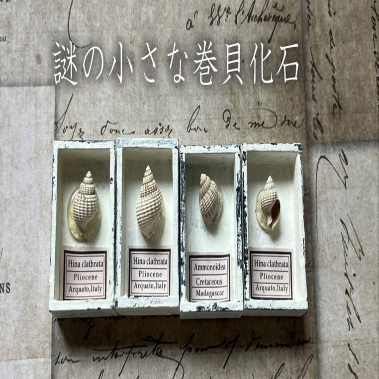 巻貝の化石 約5cm 謎の小さな巻貝化石｜さとうかよこ（きらら舎）