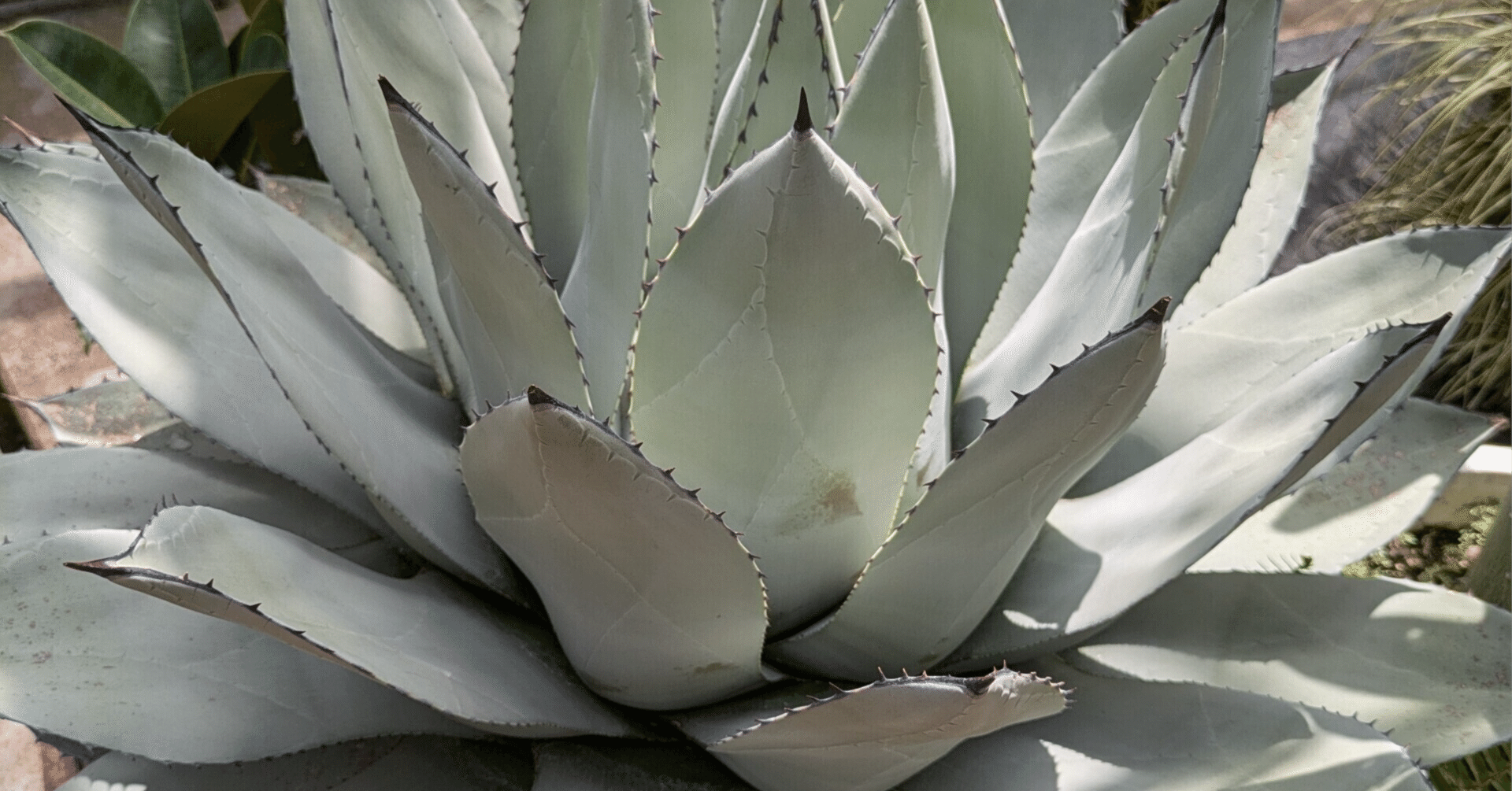 ド素人がロックガーデンにあこがれてアガベを買う。｜noto幸子