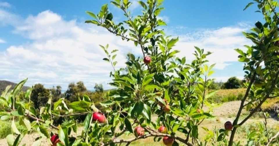 こころの隅の想いに花咲かす Maki Takada Note
