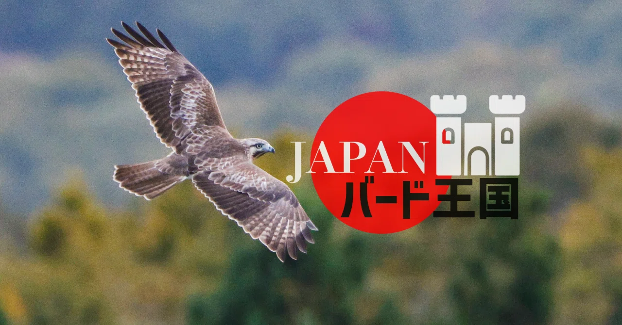 日本国内でノスリはトビの次に身近なタカ【JAPANバード王国#10】｜東