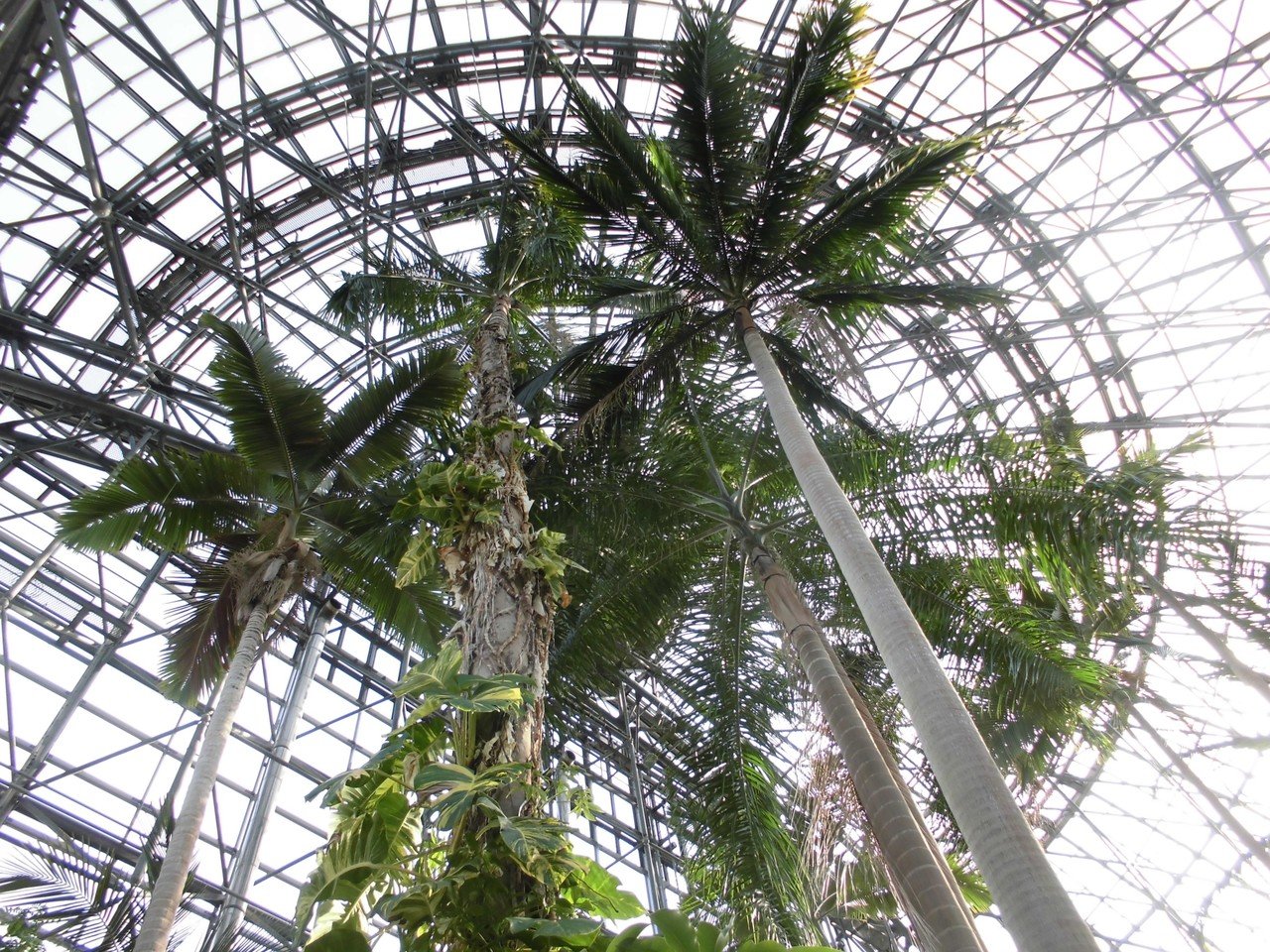 夢の島熱帯植物館 広翼 Note