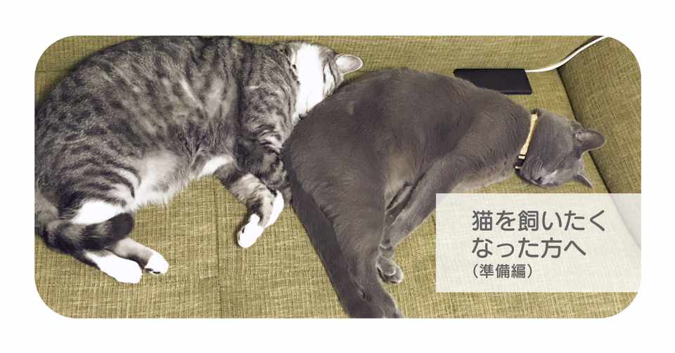 猫を飼いたくなった方へ 準備編 紐途 Note