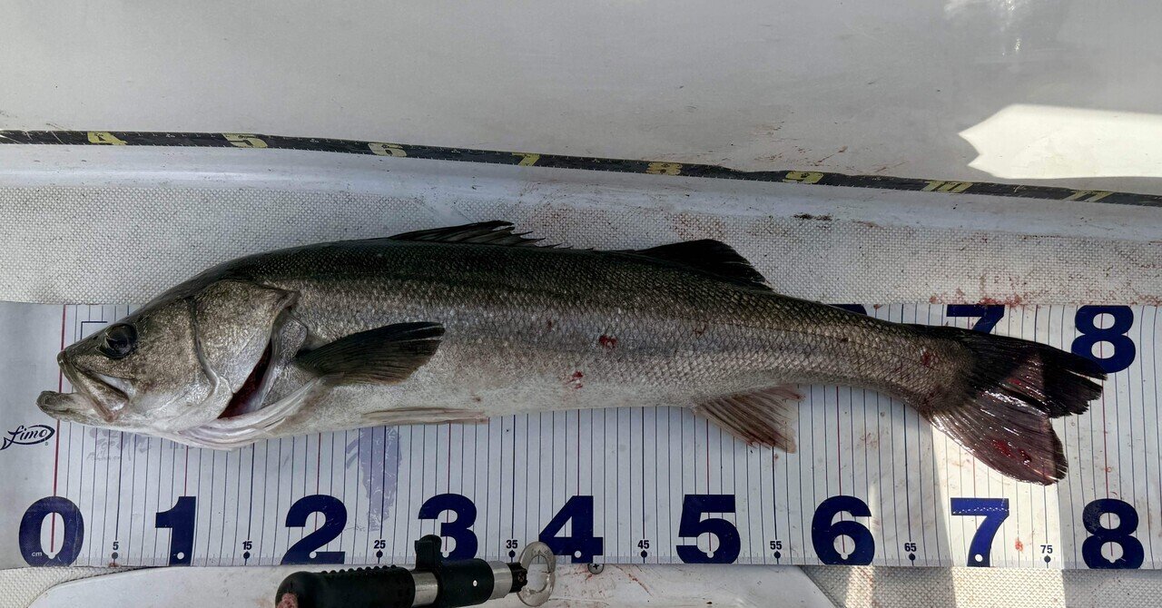 入荷速報】Nate's Baits「12インチ Line Through Trout」登場