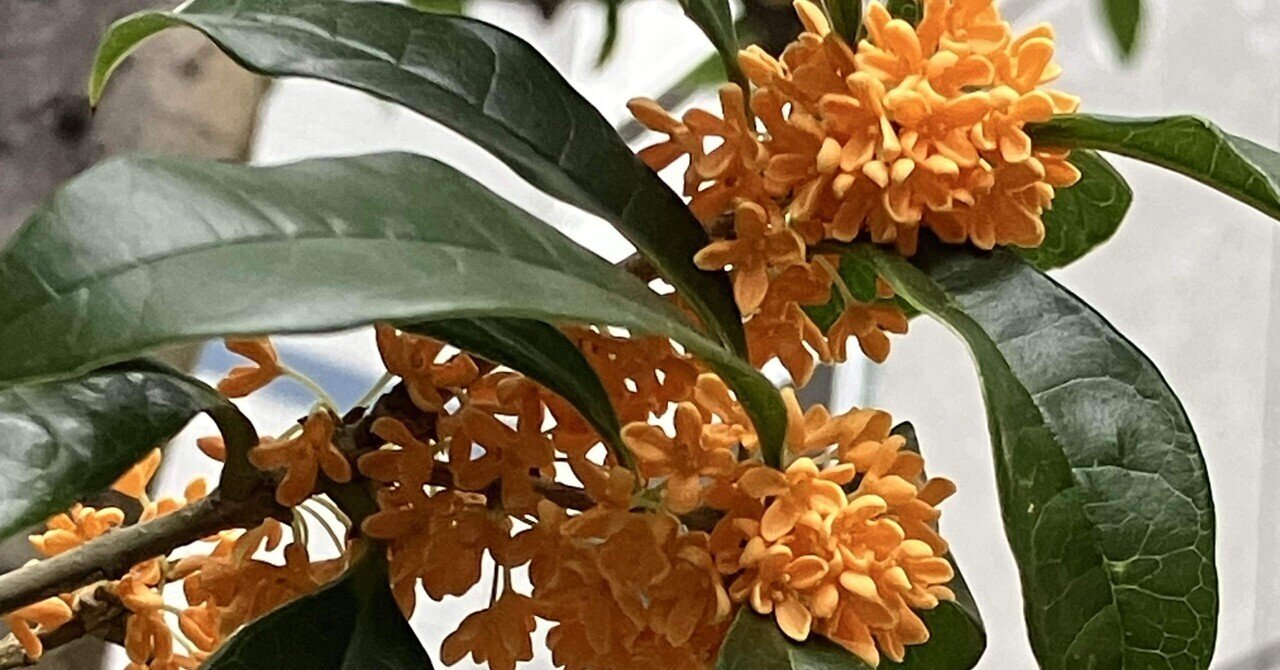 インドネシア カリマンタン島産 香木 2種類 インドネシア カリマンタン島産 香木 2種類