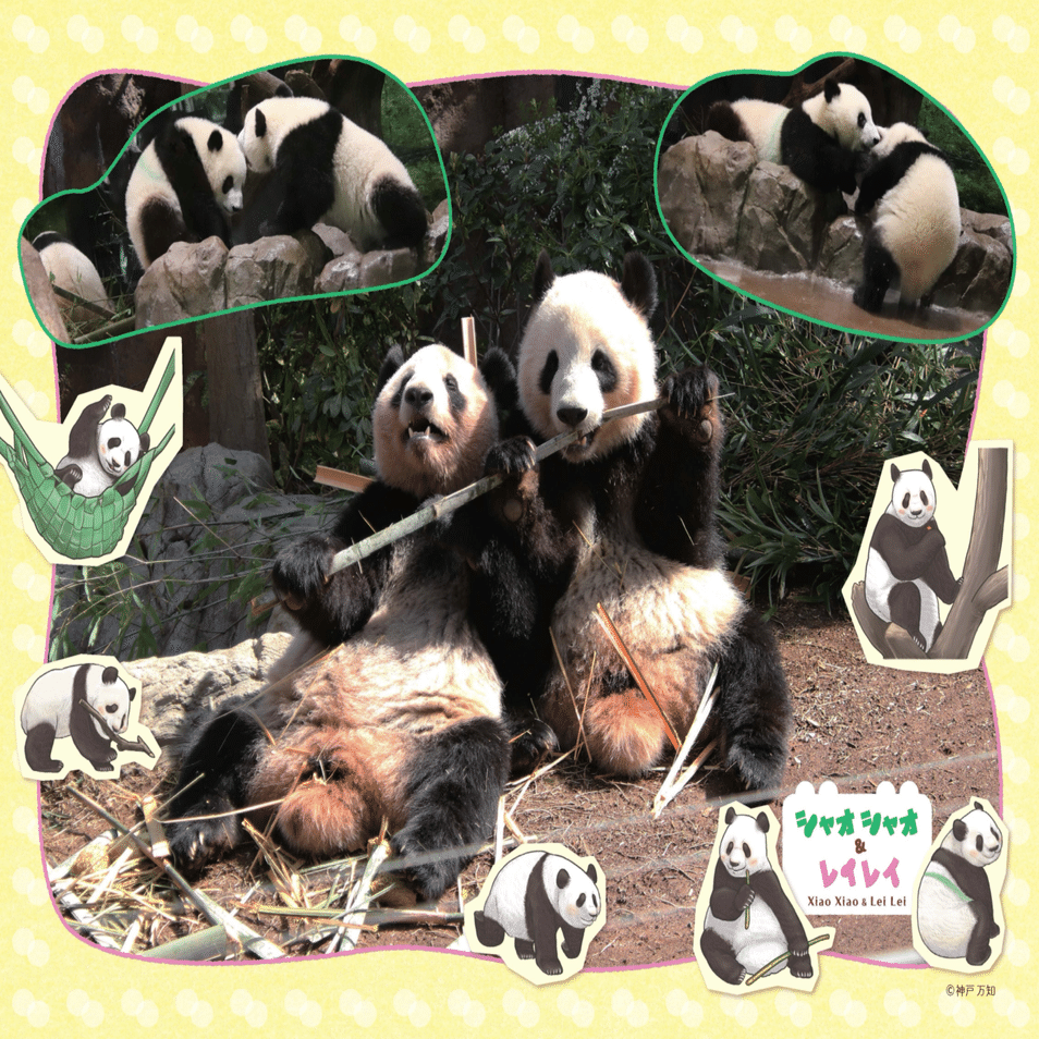 12月2日(火)に『あふれる笑顔！双子パンダシャオシャオ＆レイレイ