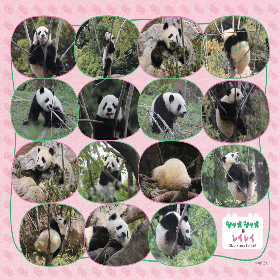 12月2日(火)に『あふれる笑顔！双子パンダシャオシャオ＆レイレイ