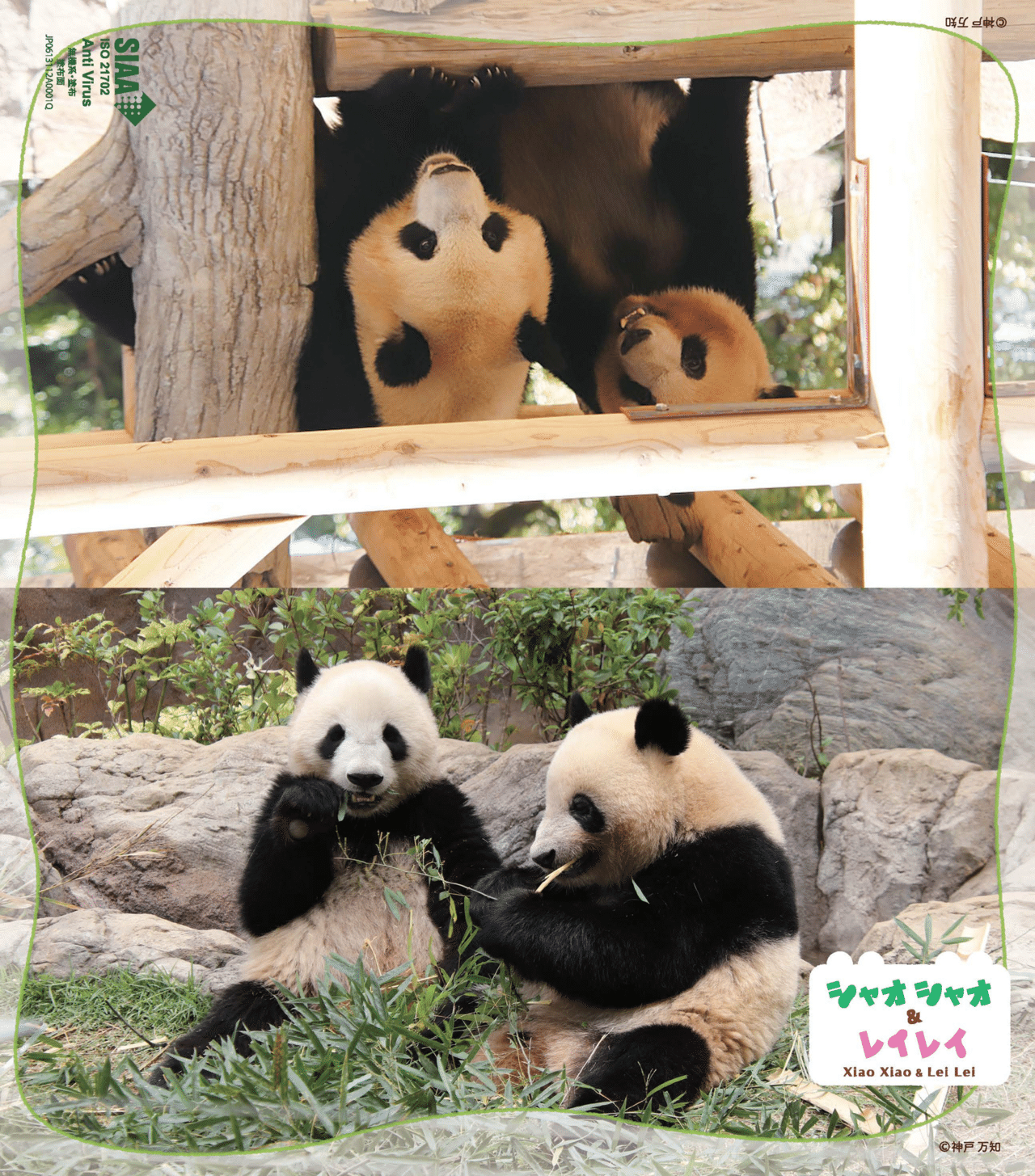 12月2日(火)に『あふれる笑顔！双子パンダシャオシャオ＆レイレイ