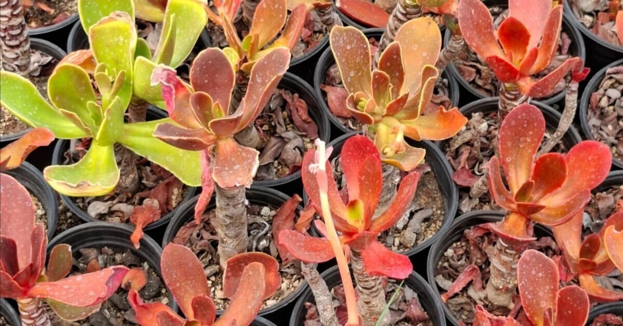 これがメキシコの原種だ！｜Alma México(ｱﾙﾏﾒﾋｺ)メキシコ植物輸入🇲🇽