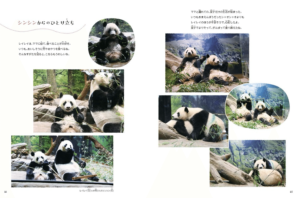 12月2日(火)に『あふれる笑顔！双子パンダシャオシャオ＆レイレイ