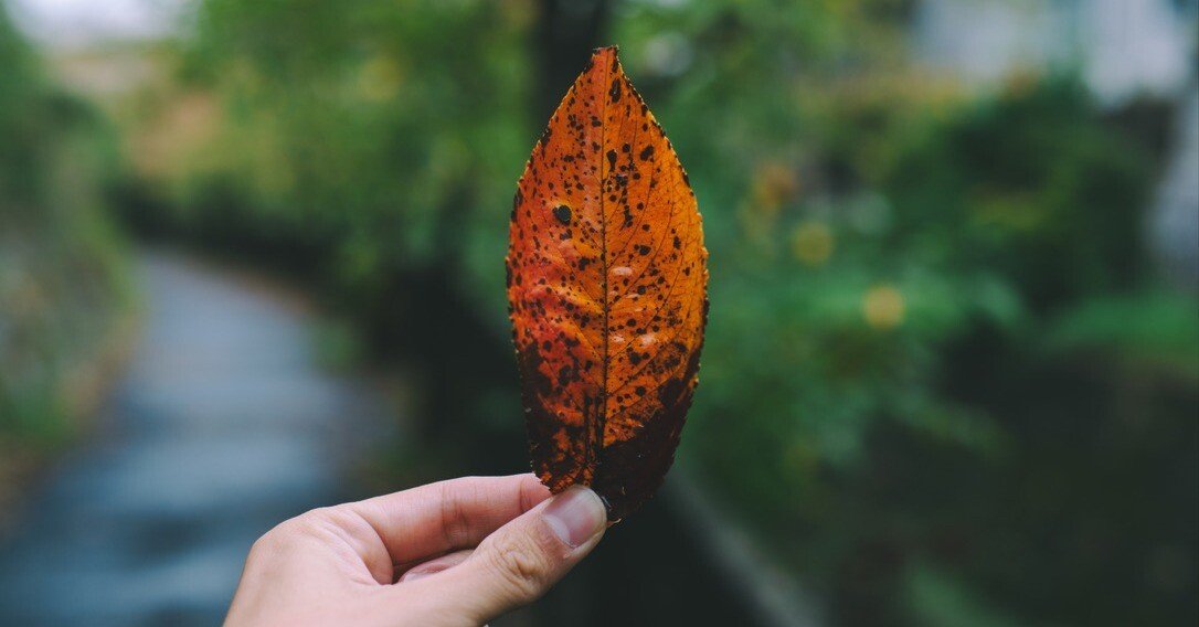 落ち葉の写真撮ってただけで1時間経ってたけど。｜鈴木ユートピア