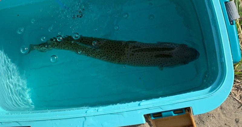 魚をさばいたらワクワクが止まらなくなった Naoto Note 魚をさばいたらワクワクが止まらなくなった Naoto Note